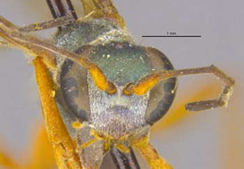 Media type: image;   Entomology 26756 Aspect: head frontal view